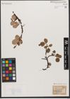 Foto von Salix reticulata L.
